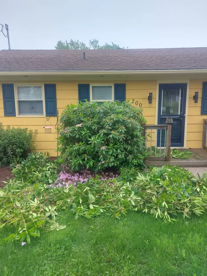 shrub pruning