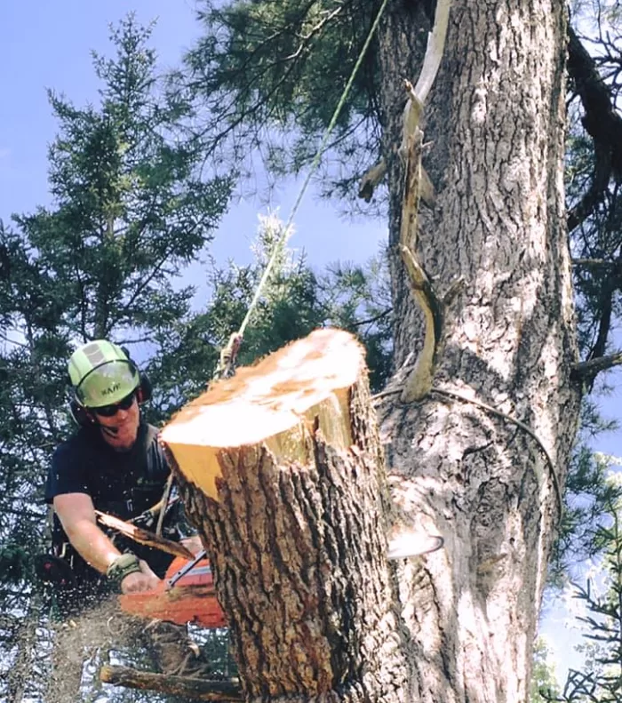 Tree Removal in HRM