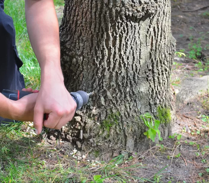 Tree Insect Injection