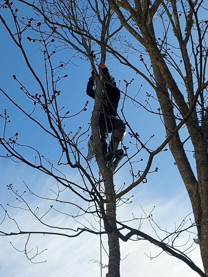 Tree Pruning and Tree Trimming